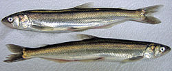 Ooligan, also known as eulachon and candle fish is a type of smelt.