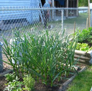 garlic-raised bed 2013