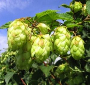 hop plant