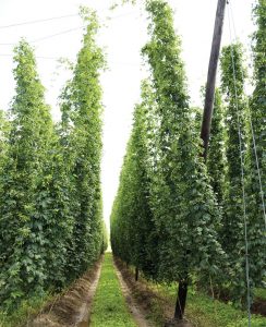 row of hops on hop farm