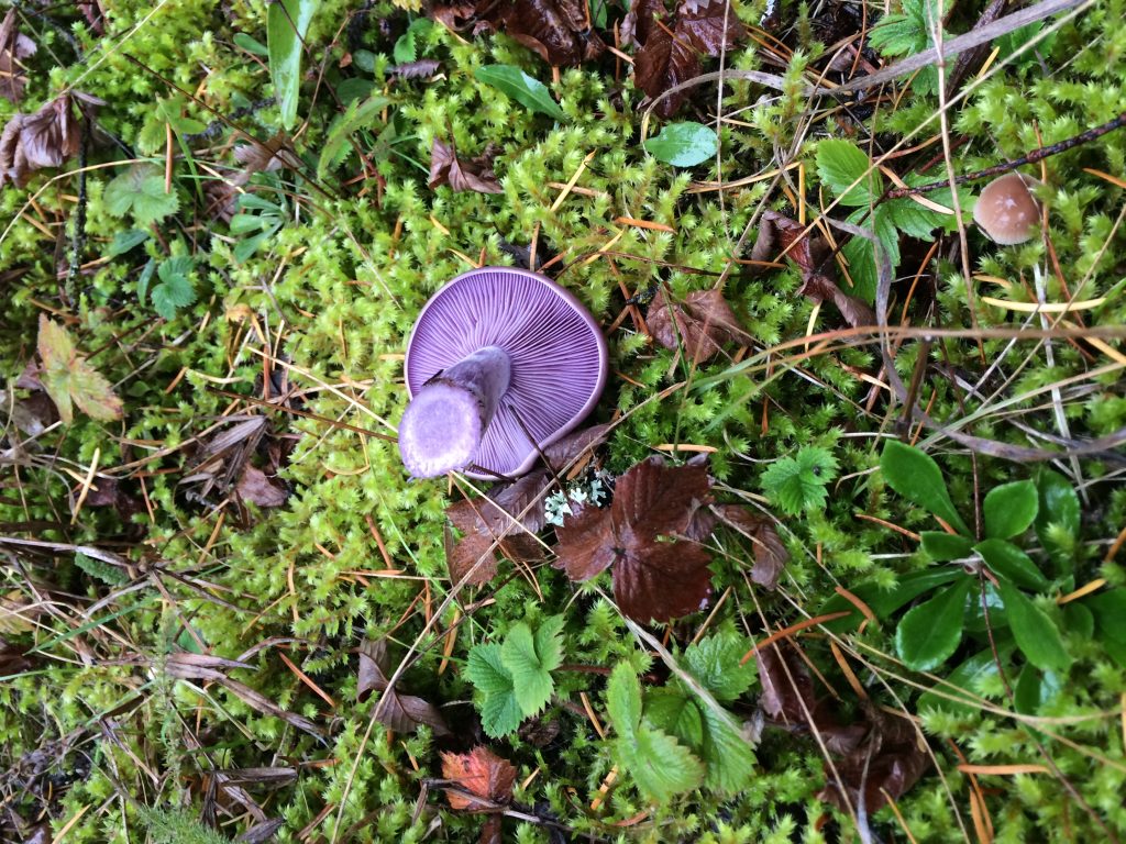 wild mushroom that is purple in colour