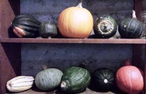 pumpkin and other squashes