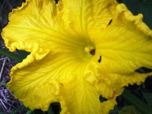 Squash flower (male) and bee