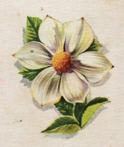 BC Dogwood provincial flower BC WI Cook Book back cover