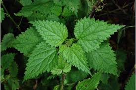 stinging nettles