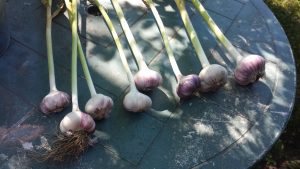 Trimmed garlic bulbs