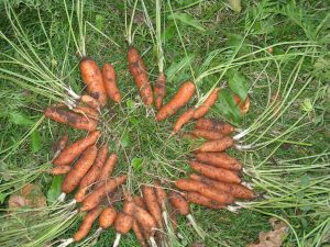 Carrots