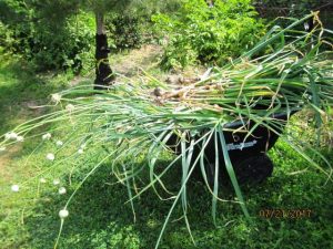 wheelbarrow of freshly pulled garlic