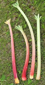 Green and red stalks are equally sweet and nutritious