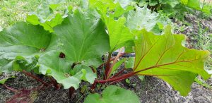 One-year old Red rhubarb