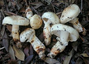Photo of pine mushrooms 