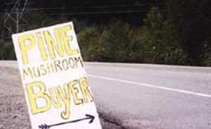 Sign for pine mushroom buyer along BC highway