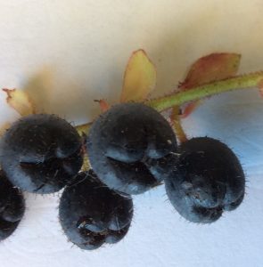 Salal berries closeup