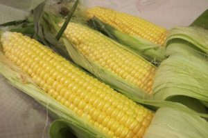 Three cobs of Chilliwack corn