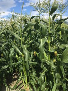 field of corn - Chilliwack