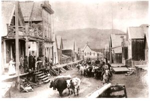 Cattle going through Barkerville. Image courtesy Barkerville Archives. 