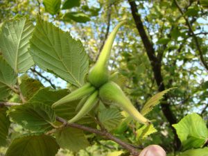 Beaked hazelnuts - native to BC and Alberta