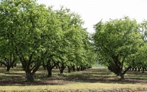 Commercial hazelnut grove