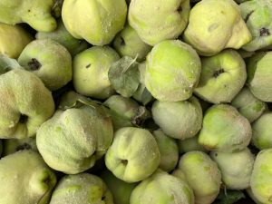 Quince - cousin of apple and pear