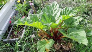 Heritage rhubarb from the Athabasca Landing Trail