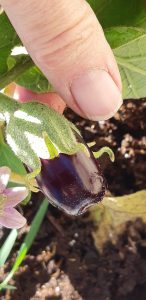 Thumb-sized eggplant Sept 15