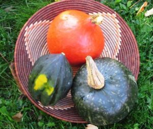 Left to right: Acorn squash, red Kuri squash and butternut winter squash